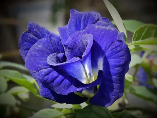 Butterfly pea flower